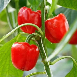 Red Bell Pepper Live Plant, 4-6 Inch, 4 Inch Pot - Sweet Vegetable - Image 3