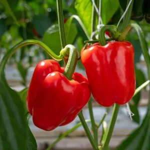 Red Bell Pepper Live Plant, 4-6 Inch, 4 Inch Pot - Sweet Vegetable - Image 4