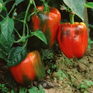 Red Bell Pepper Live Plant, 4-6 Inch, 4 Inch Pot - Sweet Vegetable - Image 5