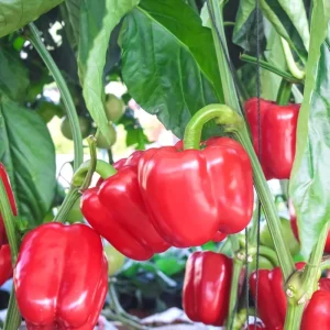 Red Bell Pepper Live Plant, 4-6 Inch, 4 Inch Pot - Sweet Vegetable - Image 6