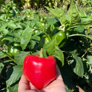 Red Bell Pepper Live Plant - Sweet Chili Pepper, 2 Plants, 3-5 Inch Tall - Image 3