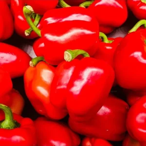 Red Bell Pepper Live Plant - Sweet Chili Pepper, 2 Plants, 3-5 Inch Tall - Image 4