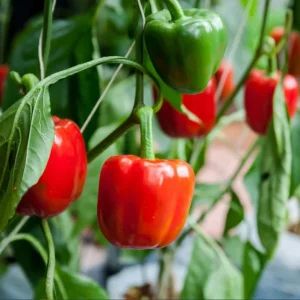 Red Bell Pepper Live Plant - Sweet Chili Pepper, 2 Plants, 3-5 Inch Tall - Image 5