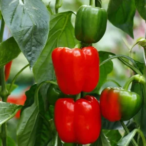 Red Bell Pepper Live Plant - Sweet Chili Pepper, 2 Plants, 3-5 Inch Tall - Image 6
