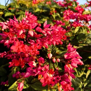 Red Bleeding Heart Vine Live Plant – Clerodendrum Thompsoniae – 4 Pack, 4-6