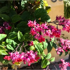 Red Bleeding Heart Vine Live Plant, Clerodendrum Thompsonii, 3 Pack, 4-6