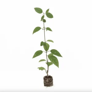 Red Bleeding Heart Vine Live Plant – Clerodendrum Thompsoniae – 4 Pack, 4-6