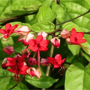 Red Bleeding Heart Vine Live Plant – Clerodendrum Thompsoniae – 4 Pack, 4-6