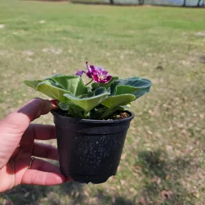 Red Blush African Violet Live Plant – 4 Inch Pot – Currently Blooming Houseplant - Image 2