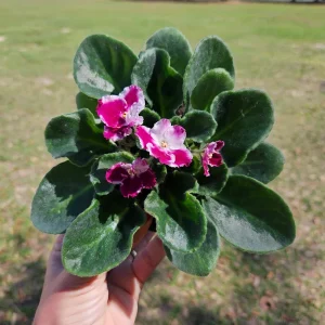 Red Blush African Violet Live Plant – 4 Inch Pot – Currently Blooming Houseplant - Image 3
