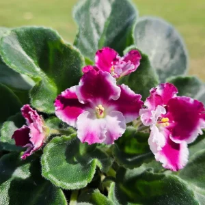 Red Blush African Violet Live Plant – 4 Inch Pot – Currently Blooming Houseplant - Image 1