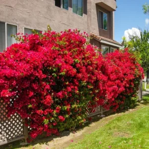 Red Bougainvillea Live Plant – 4 Inch Pot – Tropical Flowering Vine for Outdoor Gardens - Image 10