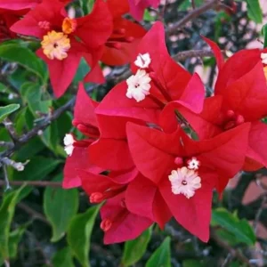 Red Bougainvillea Live Plant – 4 Inch Pot – Tropical Flowering Vine for Outdoor Gardens - Image 2