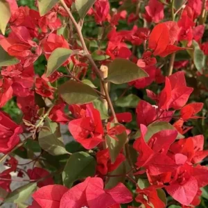 Red Bougainvillea Live Plant – 4 Inch Pot – Tropical Flowering Vine for Outdoor Gardens - Image 3