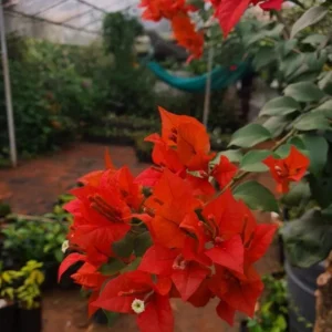 Red Bougainvillea Live Plant – 4 Inch Pot – Tropical Flowering Vine for Outdoor Gardens - Image 4