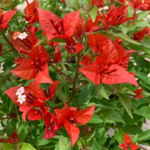 Red Bougainvillea Live Plant – 4 Inch Pot – Tropical Flowering Vine for Outdoor Gardens - Image 5