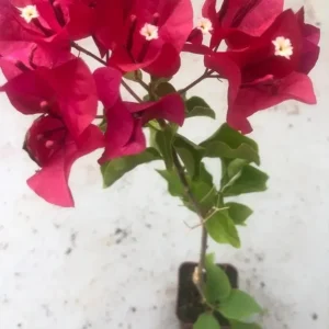Red Bougainvillea Live Plant – 4 Inch Pot – Tropical Flowering Vine for Outdoor Gardens - Image 6