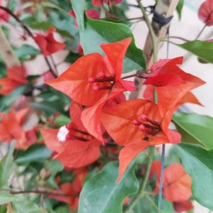 Red Bougainvillea Live Plant – 4 Inch Pot – Tropical Flowering Vine for Outdoor Gardens - Image 7
