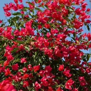 Red Bougainvillea Live Plant – 4 Inch Pot – Tropical Flowering Vine for Outdoor Gardens - Image 8