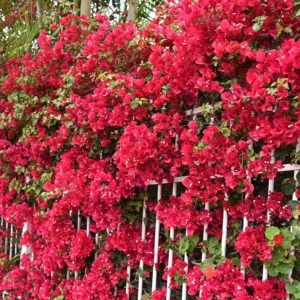 Red Bougainvillea Live Plant – 4 Inch Pot – Tropical Flowering Vine for Outdoor Gardens - Image 9