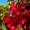 Red Bougainvillea Live Plant – 4 Inch Pot – Tropical Flowering Vine for Outdoor Gardens - Image 1