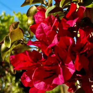 Red Bougainvillea Live Plant – 4 Inch Pot – Tropical Flowering Vine for Outdoor Gardens - Image 1