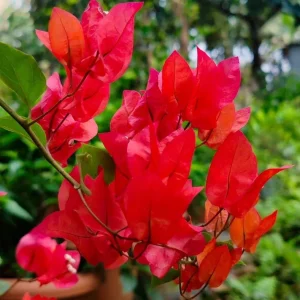 Red Bougainvillea Vines – Live Plant – Set of 2 – 4 Inch Pots – Outdoor Tropical - Image 3