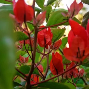 Red Bougainvillea Vines – Live Plant – Set of 2 – 4 Inch Pots – Outdoor Tropical - Image 4