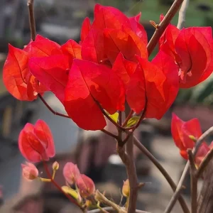 Red Bougainvillea Vines – Live Plant – Set of 2 – 4 Inch Pots – Outdoor Tropical - Image 5