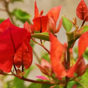 Red Bougainvillea Vines – Live Plant – Set of 2 – 4 Inch Pots – Outdoor Tropical - Image 6