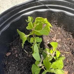 Red Bougainvillea Vines – Live Plant – Set of 2 – 4 Inch Pots – Outdoor Tropical - Image 7