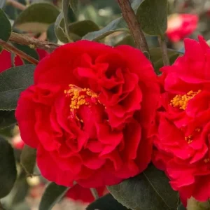 Red Camellia Live Plant – Ornamental Flowering Shrub – 4 Inch Pot – 14 Inches Tall - Image 3