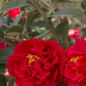 Red Camellia Live Plant – Ornamental Flowering Shrub – 4 Inch Pot – 14 Inches Tall - Image 4