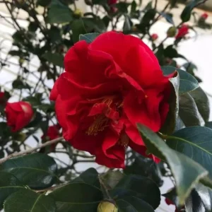 Red Camellia Live Plant – Ornamental Flowering Shrub – 4 Inch Pot – 14 Inches Tall - Image 5