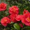 Red Camellia Live Plant – Ornamental Flowering Shrub – 4 Inch Pot – 14 Inches Tall - Image 1