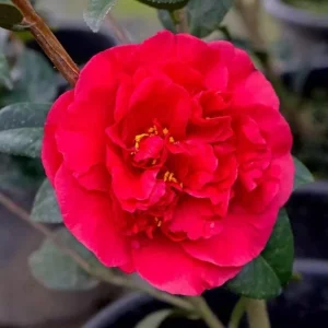 Red Camellia Live Plant – Ornamental Flowering Shrub – 4 Inch Pot – 14 Inches Tall - Image 6