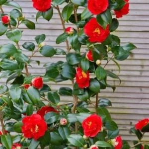 Red Camellia Live Plant – Ornamental Flowering Shrub – 4 Inch Pot – 14 Inches Tall - Image 7