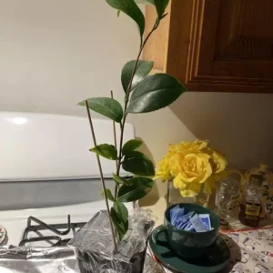 Red Camellia Live Plant – Ornamental Flowering Shrub – 4 Inch Pot – 14 Inches Tall - Image 8