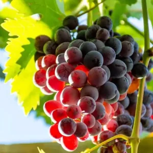 Red Catawba Grape Vine Live Plant - Sweet Red Grapes, Outdoor, 4-6 Inch Tall - Image 2