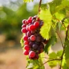 Red Catawba Grape Vine Live Plant - Sweet Red Grapes, Outdoor, 4-6 Inch Tall - Image 1