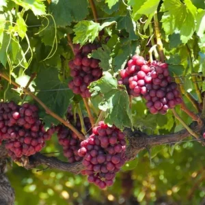 Red Catawba Grape Vine Live Plant - Sweet Red Grapes, Outdoor, 4-6 Inch Tall - Image 3