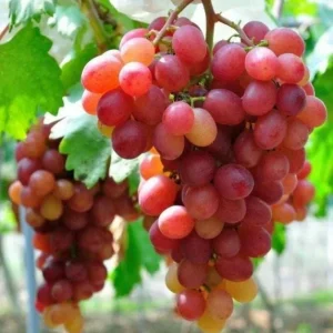Red Catawba Grape Vine Live Plant - Sweet Red Grapes, Outdoor, 4-6 Inch Tall - Image 4