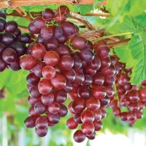Red Catawba Grape Vine Live Plant - Sweet Red Grapes, Outdoor, 4-6 Inch Tall - Image 5
