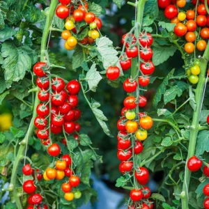 Red Cherry Tomato Live Plant - Sweet Garden Tomato, 4 Inch Pot, 4-6 Inch Seedling - Image 2