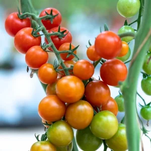 Red Cherry Tomato Live Plant - Sweet Garden Tomato, 4 Inch Pot, 4-6 Inch Seedling - Image 3