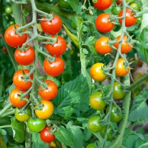 Red Cherry Tomato Live Plant - Sweet Garden Tomato, 4 Inch Pot, 4-6 Inch Seedling - Image 4