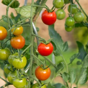 Red Cherry Tomato Live Plant - Sweet Garden Tomato, 4 Inch Pot, 4-6 Inch Seedling - Image 5