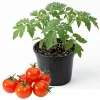 Red Cherry Tomato Live Plant - Sweet Garden Tomato, 4 Inch Pot, 4-6 Inch Seedling - Image 1