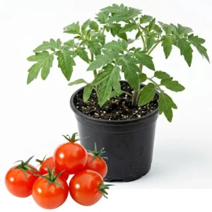 Red Cherry Tomato Live Plant - Sweet Garden Tomato, 4 Inch Pot, 4-6 Inch Seedling - Image 1