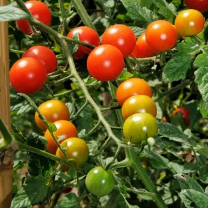 Red Cherry Tomato Live Plant - Sweet Garden Tomato, 4 Inch Pot, 4-6 Inch Seedling - Image 6